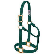 HEADSTALL - MUSTANG YEARLING HALTER/85353 - MUSTANG - Mock Brothers Saddlery and Western Wear